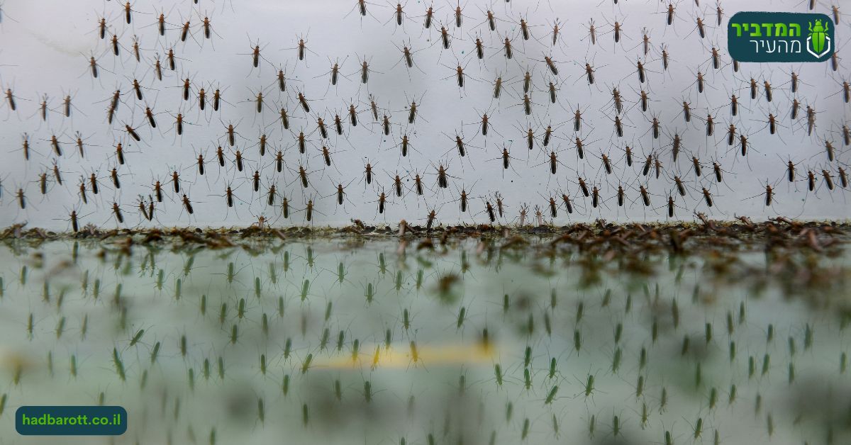 הדברת יתושים באפיקים