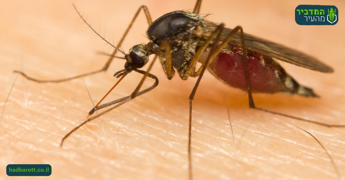 מניעה של חדירת יתושים לבית בעזריקם