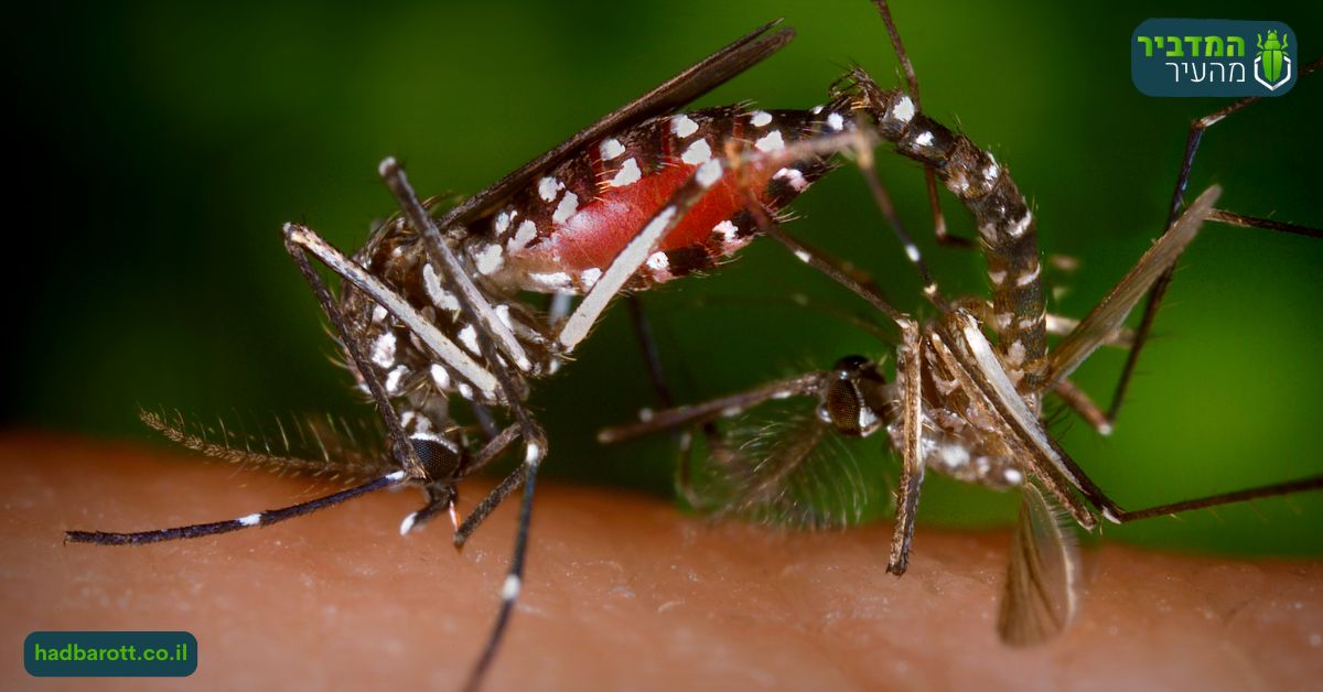 הדברת יתושים ברמות השבים