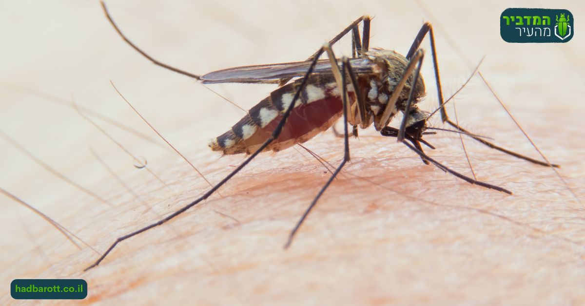 הדברת יתושים בבנימינה-גבעת עדה