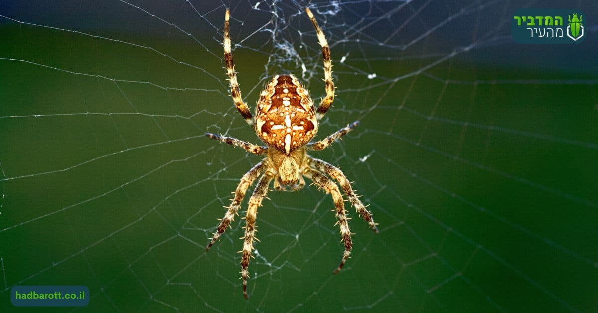 מתי חשוב להזמין הדברת עכבישים לצורך הרחקתם מהבית