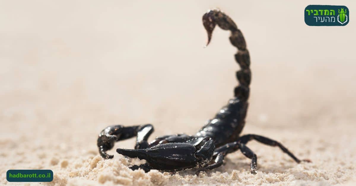 עקרבים מסוכנים - איך מזהים עקרב ארסי