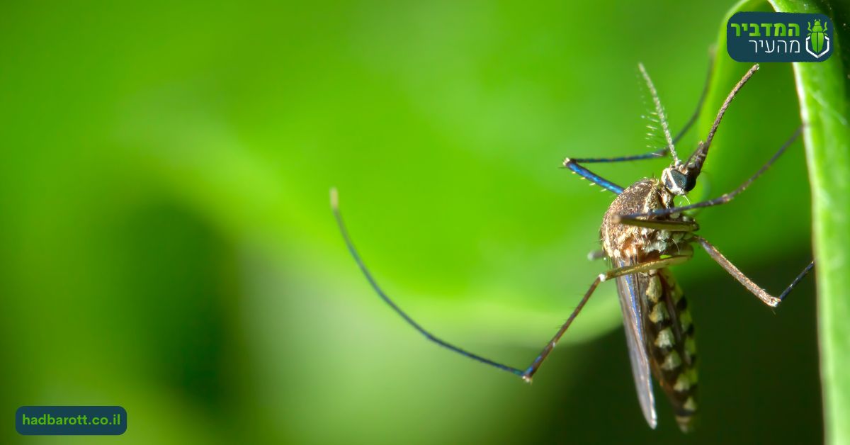 מניעה של רביית יתושים בגינה בדרום