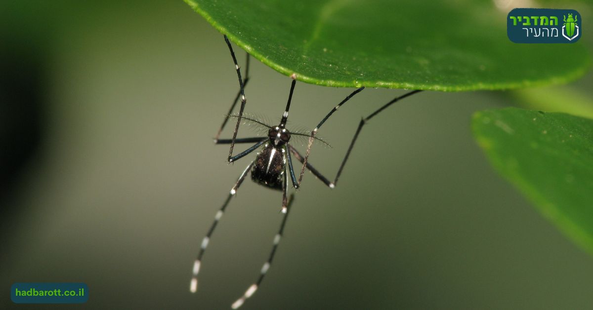מניעה של רביית יתושים בגינה בשרון