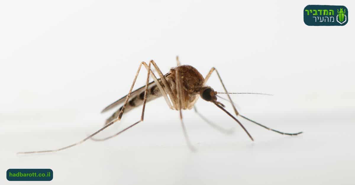 פגיעה בנקבות יתושים
