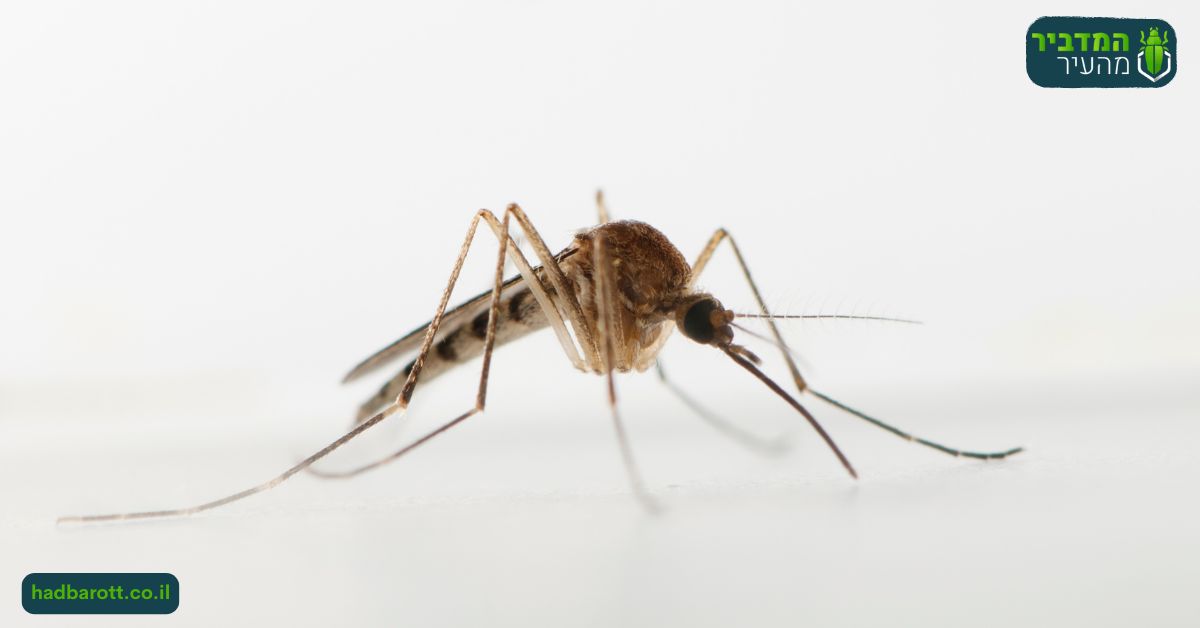 פגיעה בנקבות יתושים בירושלים
