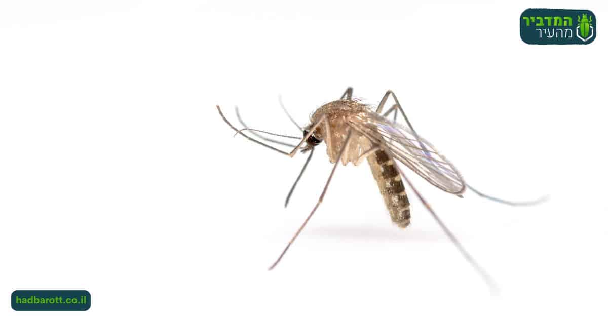 פגיעה בנקבות יתושים בדרום