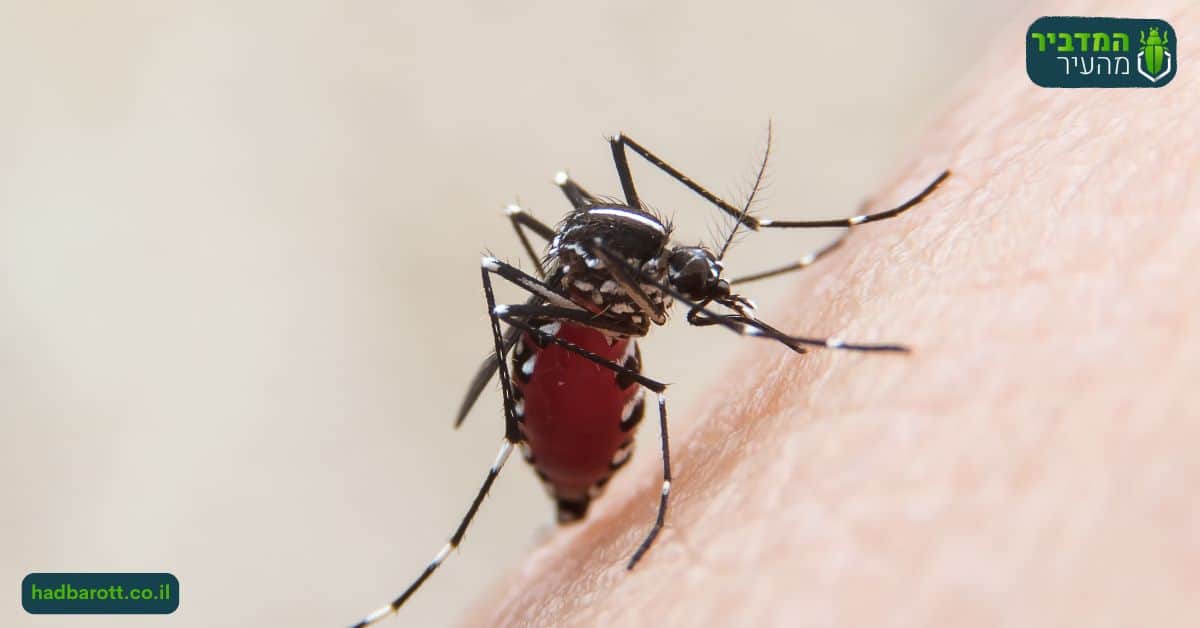 פגיעה בנקבות יתושים בחיפה