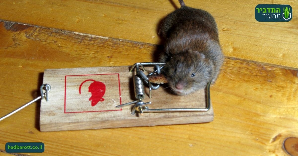 האם כל אחד יכול להניח מלכודת עכברים?