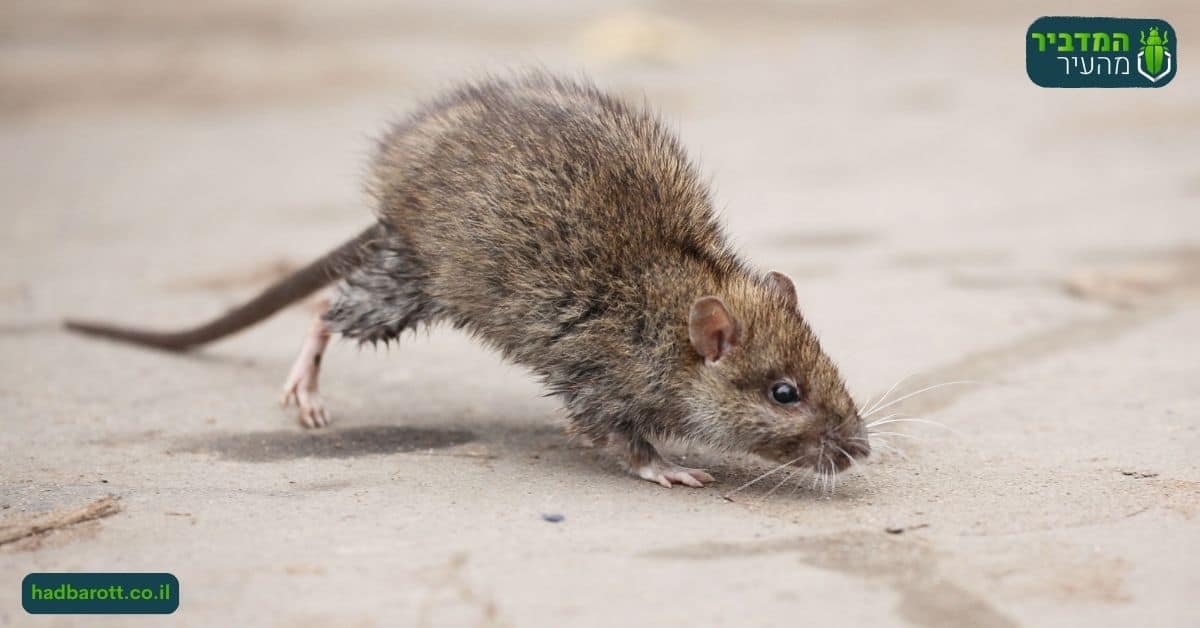 טורפים טבעיים של עכברים בדרום