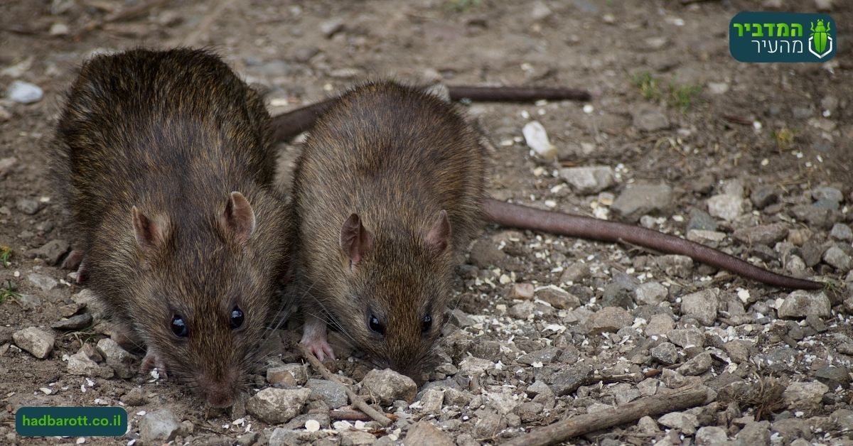 טורפים טבעיים של עכברים בירושלים