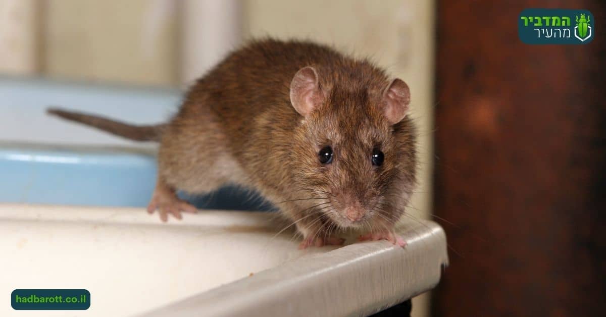 טורפים טבעיים של עכברים