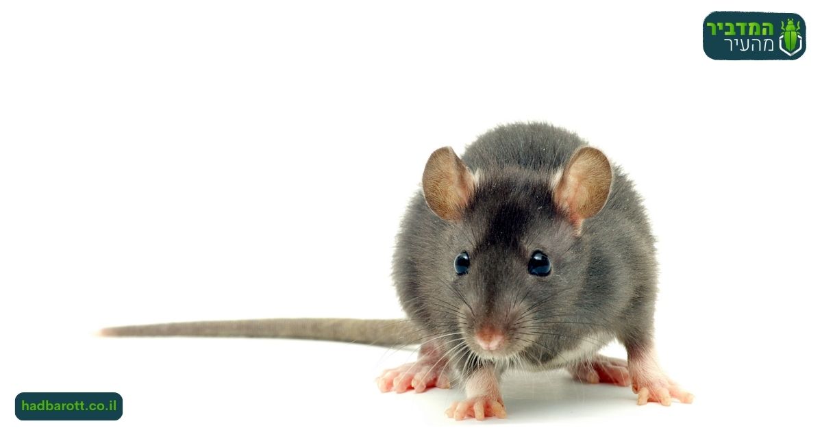 טורפים טבעיים של עכברים בשרון