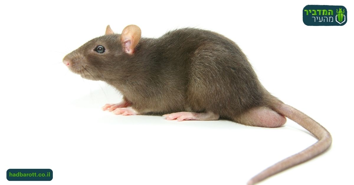 למה צריך לוכד עכברים בחיפה?
