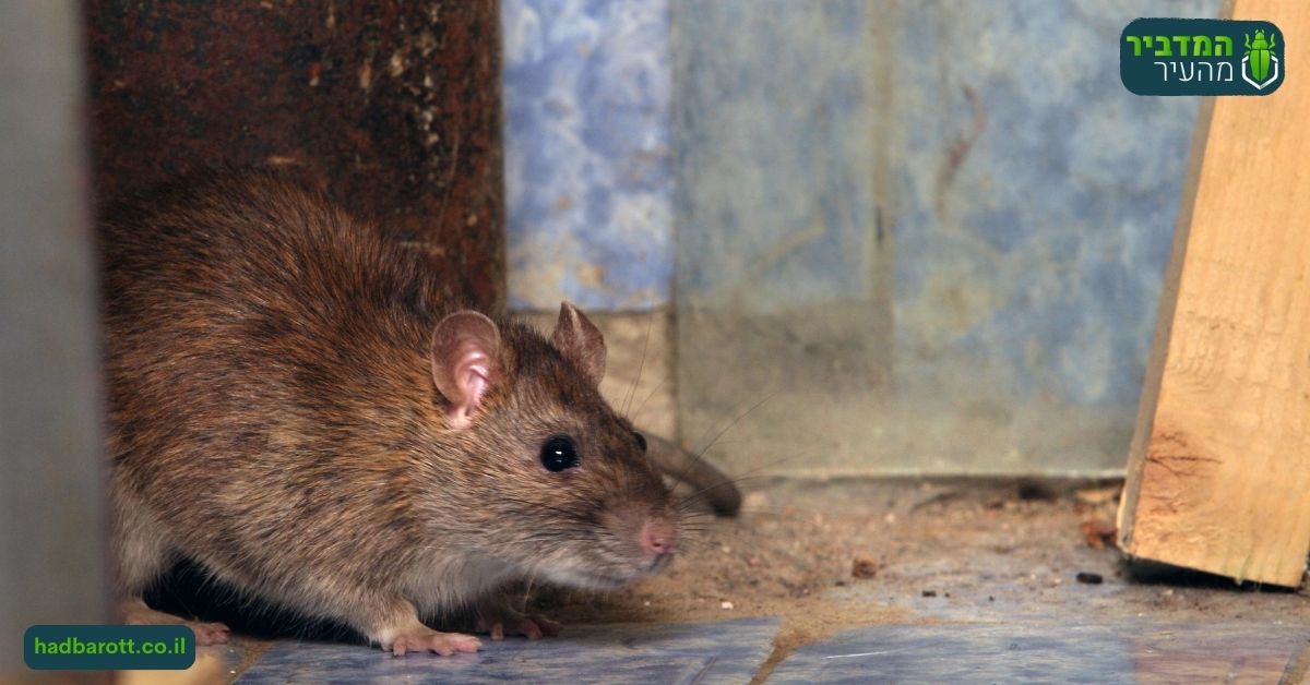 למה צריך לוכד עכברים ביהודה ושומרון?