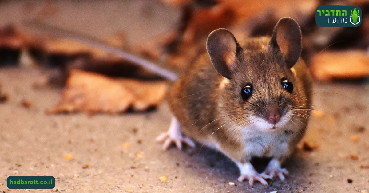 עכבר, עכברוש וחולדה - מה ההבדל?