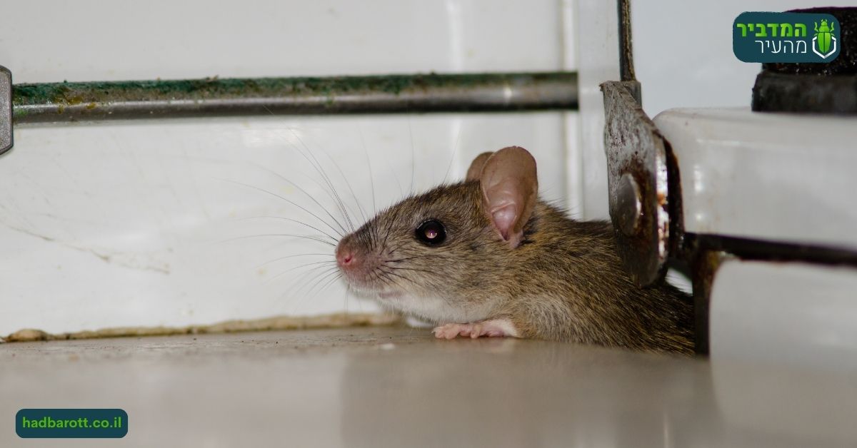 עכברים - אילו נזקים הם יכולים לגרום?